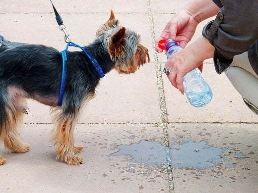 Water Bowls for Dogs: The Best Way to Keep Your Dog Hydrated