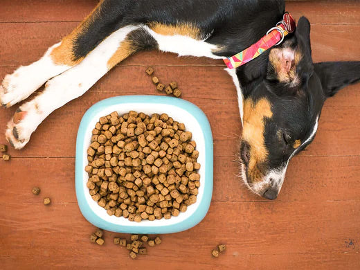 in front of a sleeping dog with a pink collar placed a dog bowl filled with food