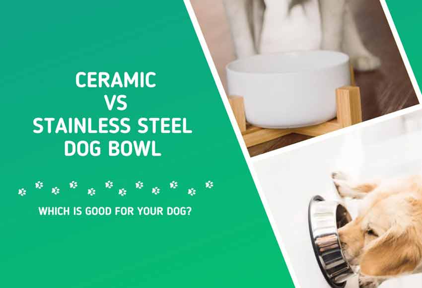 Stainless Steel vs Ceramic Dog Bowls: Which Is good for Your dog?