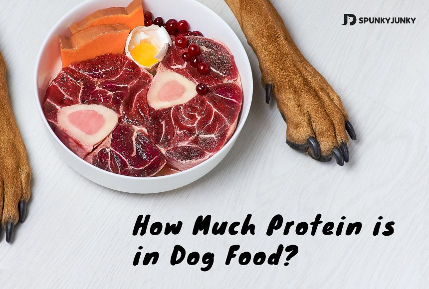 How Much Protein is in Dog Food?