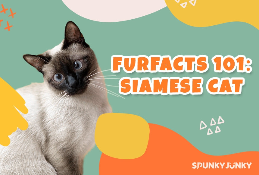 Cat Facts 101: The Secret of Siamese Cat's Unique Hair Color