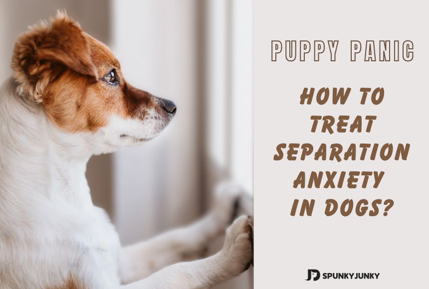 Puppy Panic: How to Treat Separation Anxiety in Dogs?