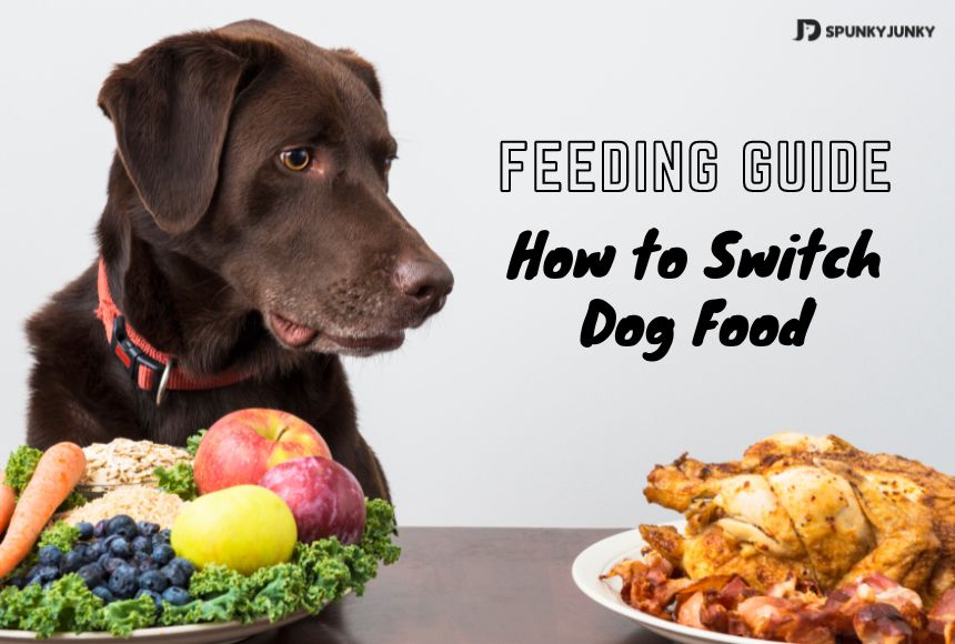 Feeding Guide: How to Switch Dog Food