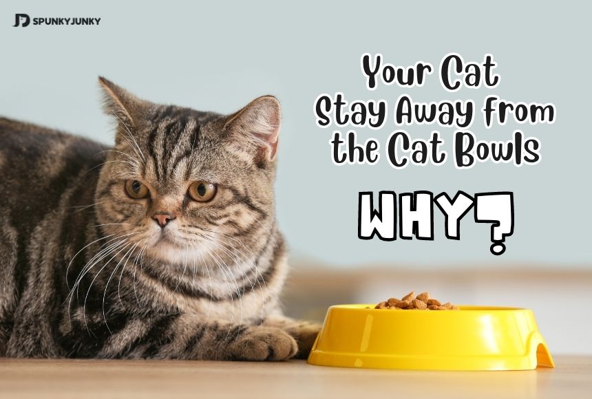 Why Does Your Cat Stay Away from the Cat Food Bowls?