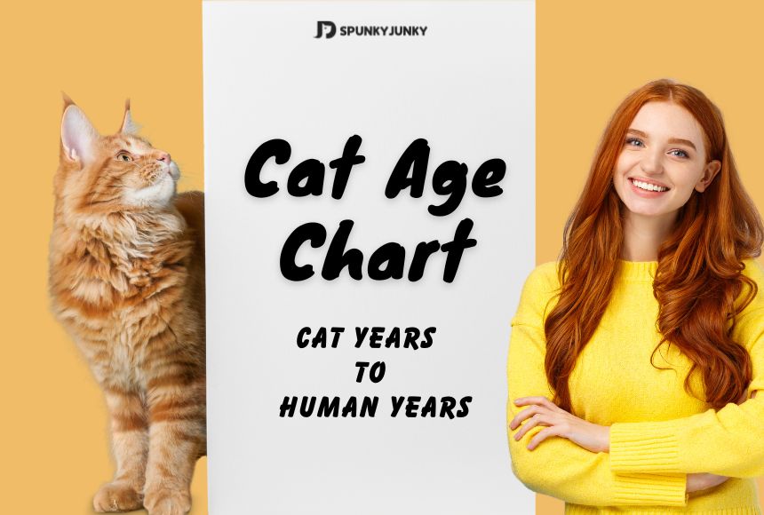 Cat Age Chart : Cat Years to Human Years