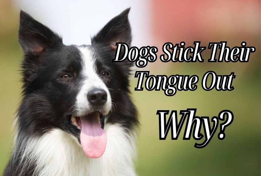 Why Do Dogs Stick Their Tongue Out!