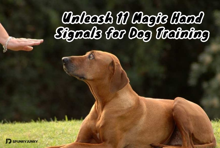Unleash 11 Magic Hand Signals for Dog Training