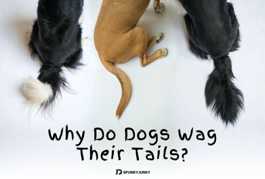 Why Do Dogs Wag Their Tails?