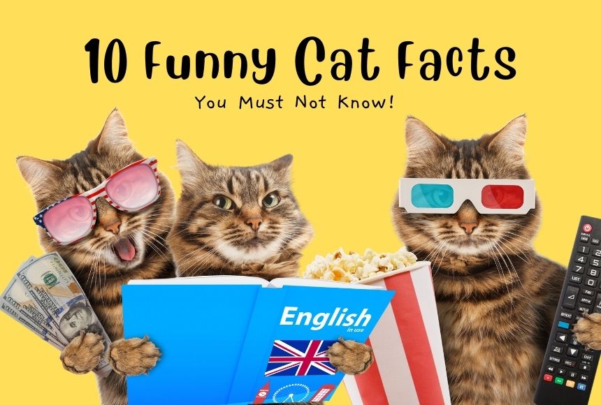 10 Funny Cat Facts: You Must Not Know!