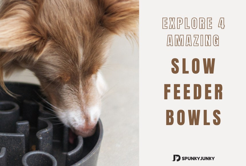 Explore 4 Amazing Slow Feeder Dog Bowls for Your Dog