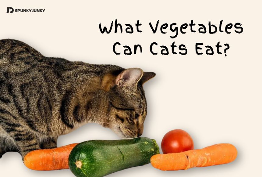 What Vegetables Can Cats Eat?