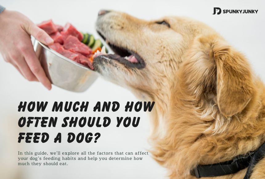 Feed Guide: How Much and How Often Should You Feed a Dog