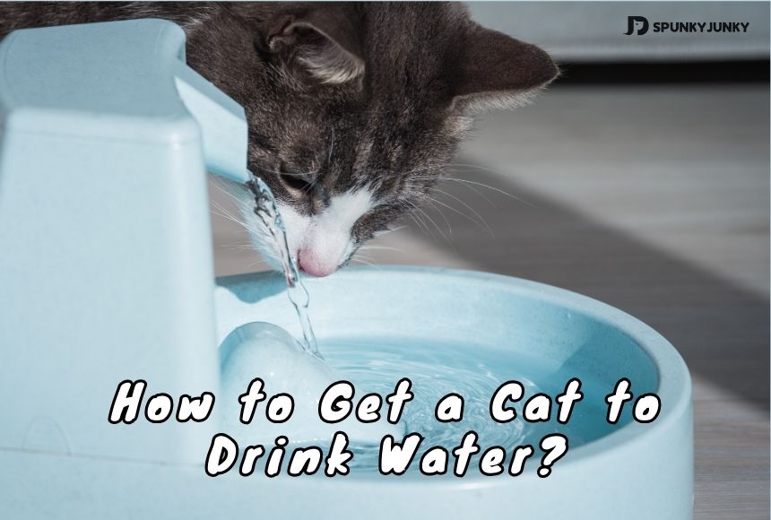 How to Get a Cat to Drink Water? Change Cat Water Bowl!