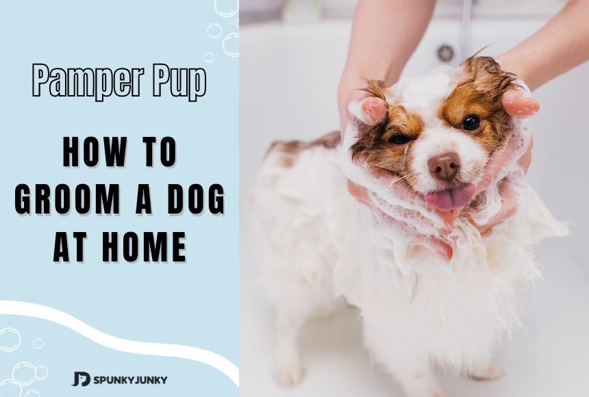 How to Groom a Dog at Home?