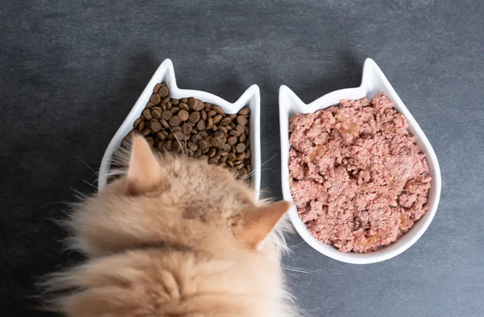 a cat eats cat food in in one cat bowl and a lot of meat in the other