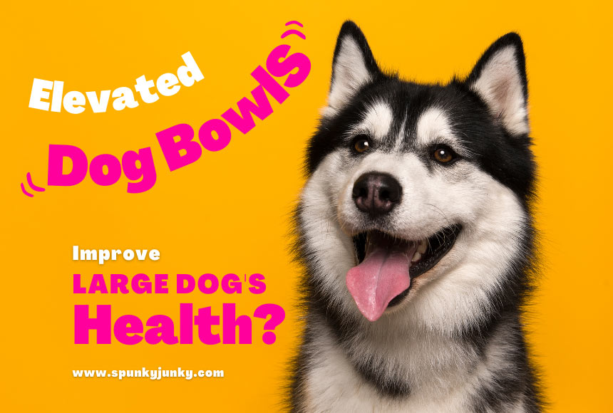 why elevated dog bowls improve your large dogs health