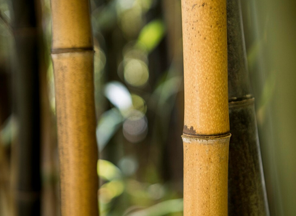 premium nature bamboo