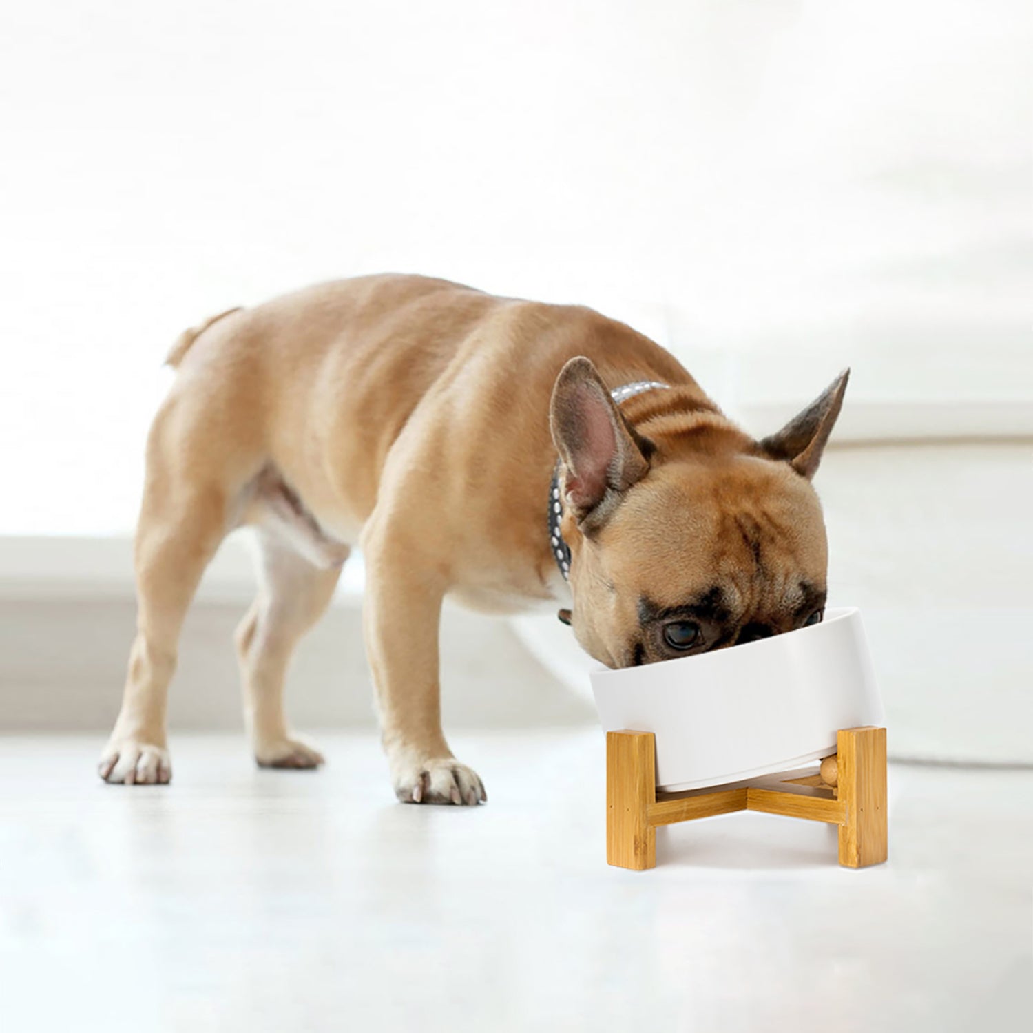 a Bulldog is eating out from the white tilted dog bowl