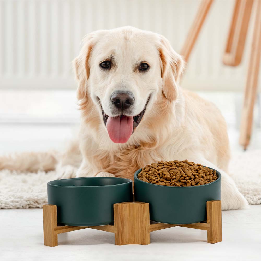 a golden retriever behind the green tilted pet bowl set with one of the bowls tilted up