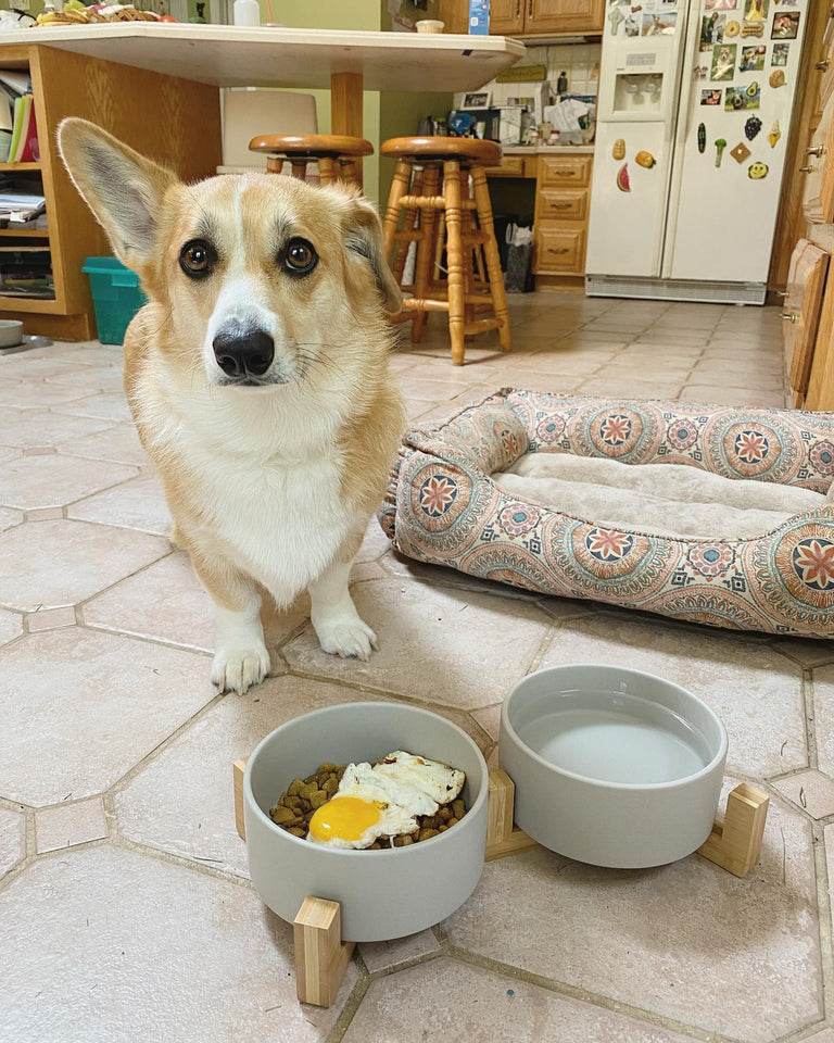 a Corgi waiting for eating the food in the grey dog bowl set