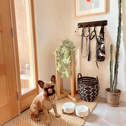 a bulldog sitting by the door with a white pet bowl set next to it