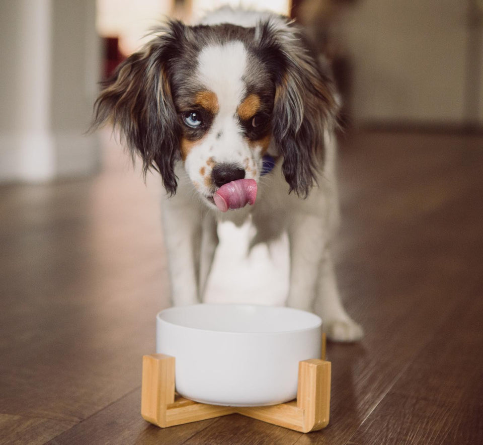 front view of the SpunkyJunky's white mantle bowl with a dog licking nose