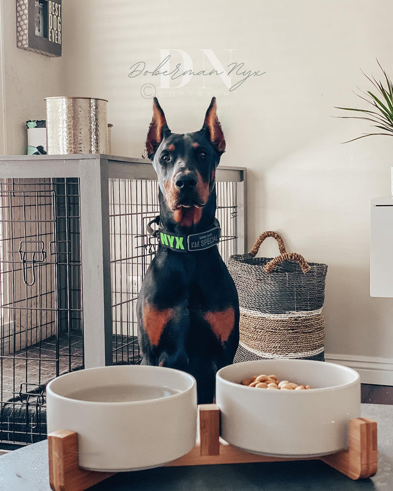 two white pet bowls with stand in front of a Doberman Pinscher