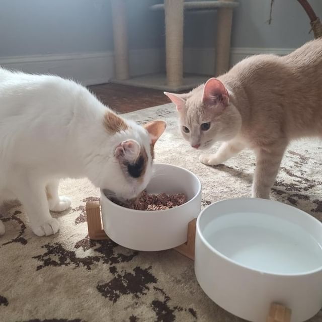 two cats eating food from the SpunkyJunky's white pet bowl set