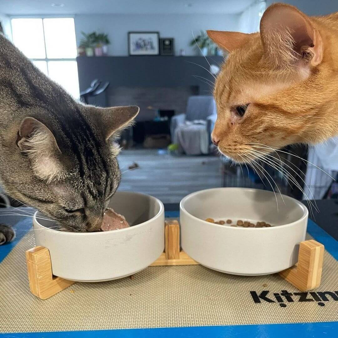 two cats eating from two white bowls of the cute pet bowl set