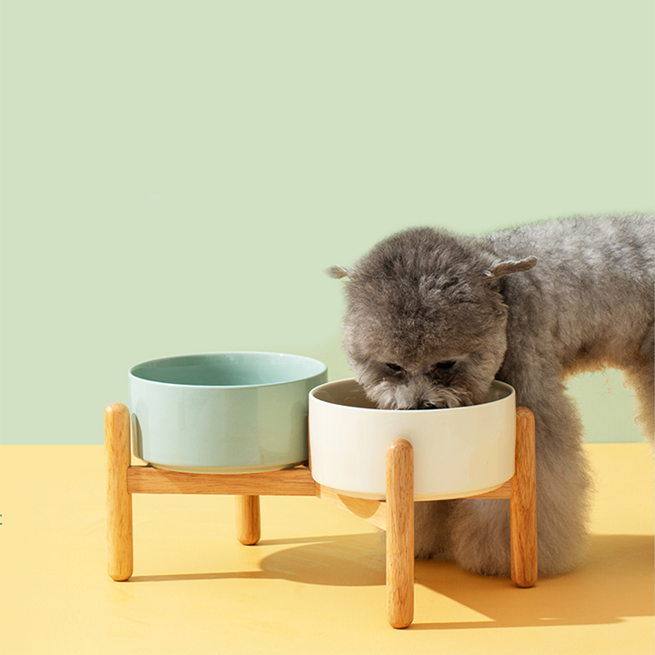 Raised ceramic dog bowls online