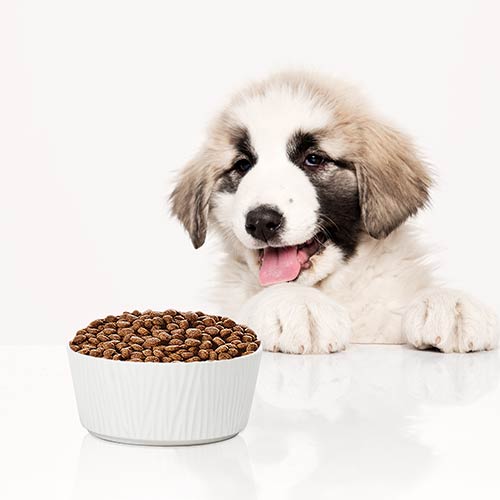 a white bark-patterned large dog bowl filled with food is in front of a puppy