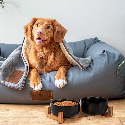 a set of black round pet bowls filled with food placed in front of a dog lying on the bed