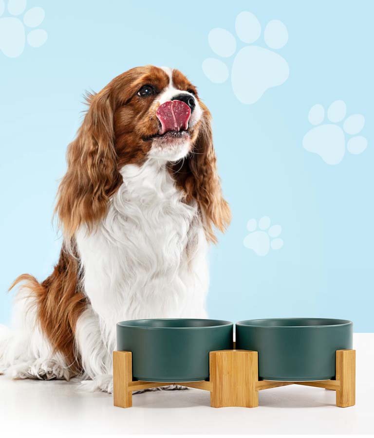 Frewinky Dog Bowls,Ceramic Dog-Food Bowl and Water Bowl Set for Medium  Sized Dogs,No Spill Non Skid Dog Bowl Mat and Tilted Double Pet Bowls,Set  of