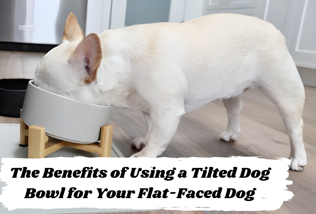 https://www.spunkyjunky.com/cdn/shop/files/Benefits_of_Using_a_Tilted_Dog_Bowl_for_Flat-faced_Dogs.png?v=1688527843