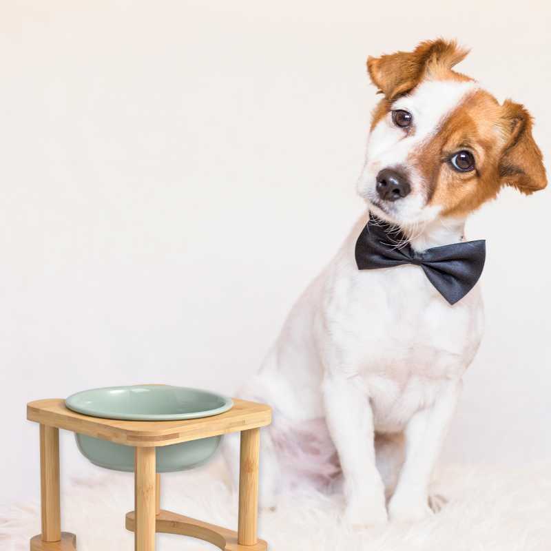 a light green elevated dog bowl besides a dog with a tie