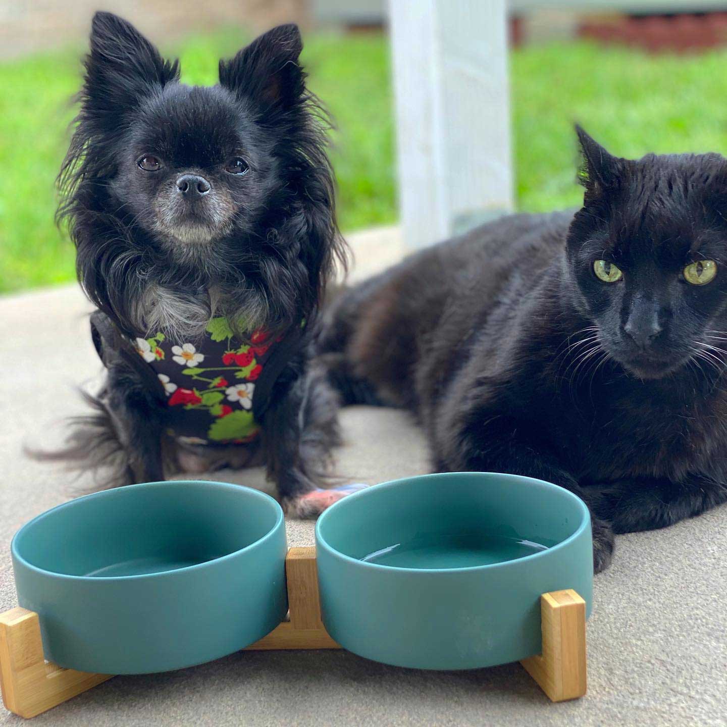 a green pet bowl set placed in front of the black dog and cat