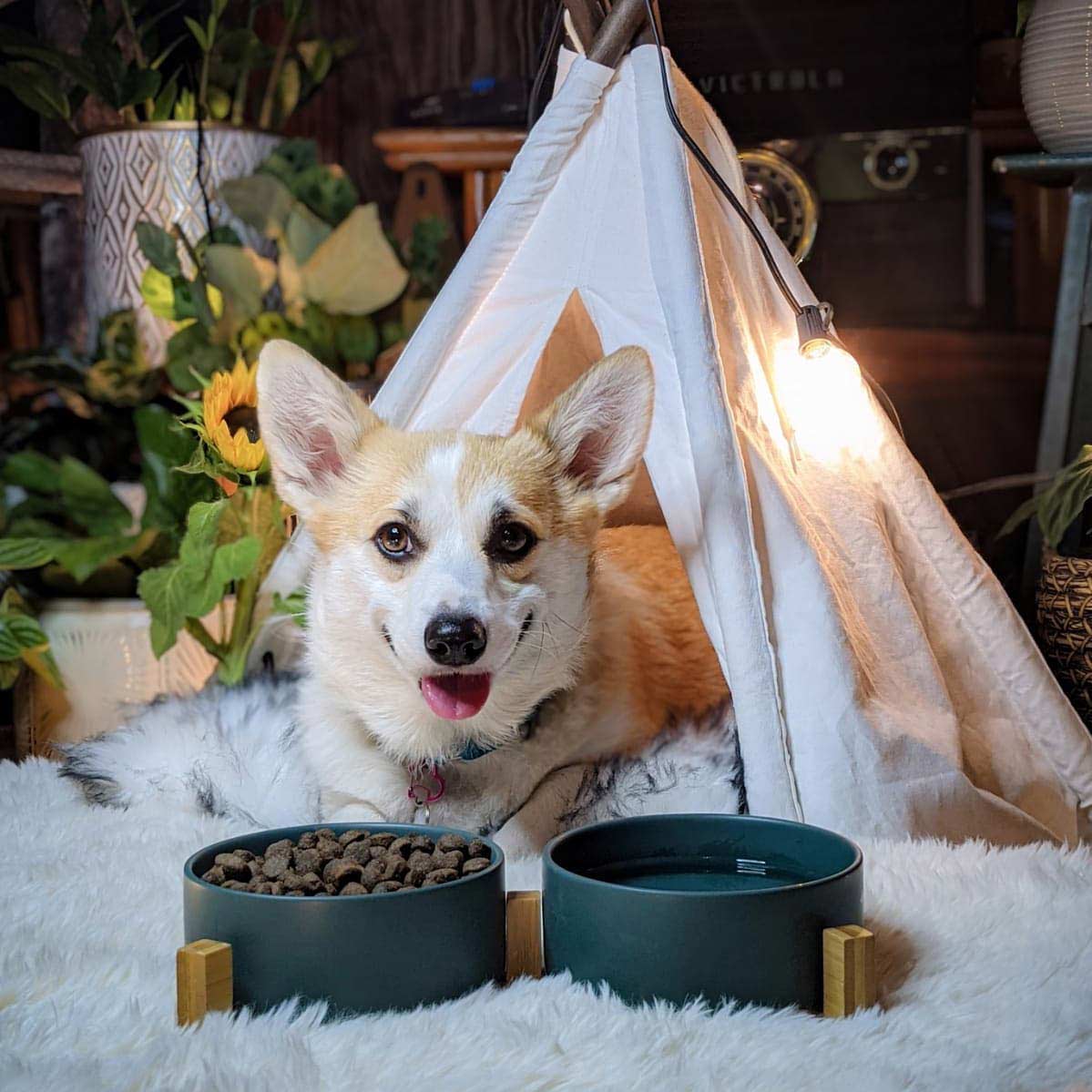 a Corgi lying in the tent with the SpunkyJunky's cute green pet bowl set in front of it