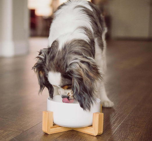 a dog is eating from the SpunkyJunky's white mantle dog bowl