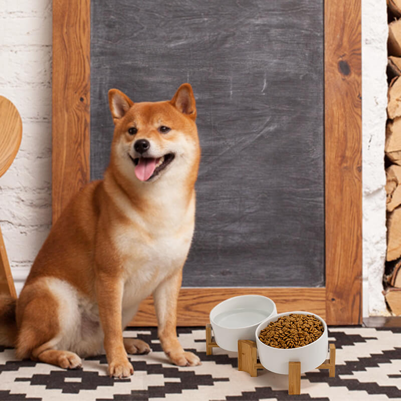 a Shiba Inu sitting to the left of a white 15° tilted pet bowl set