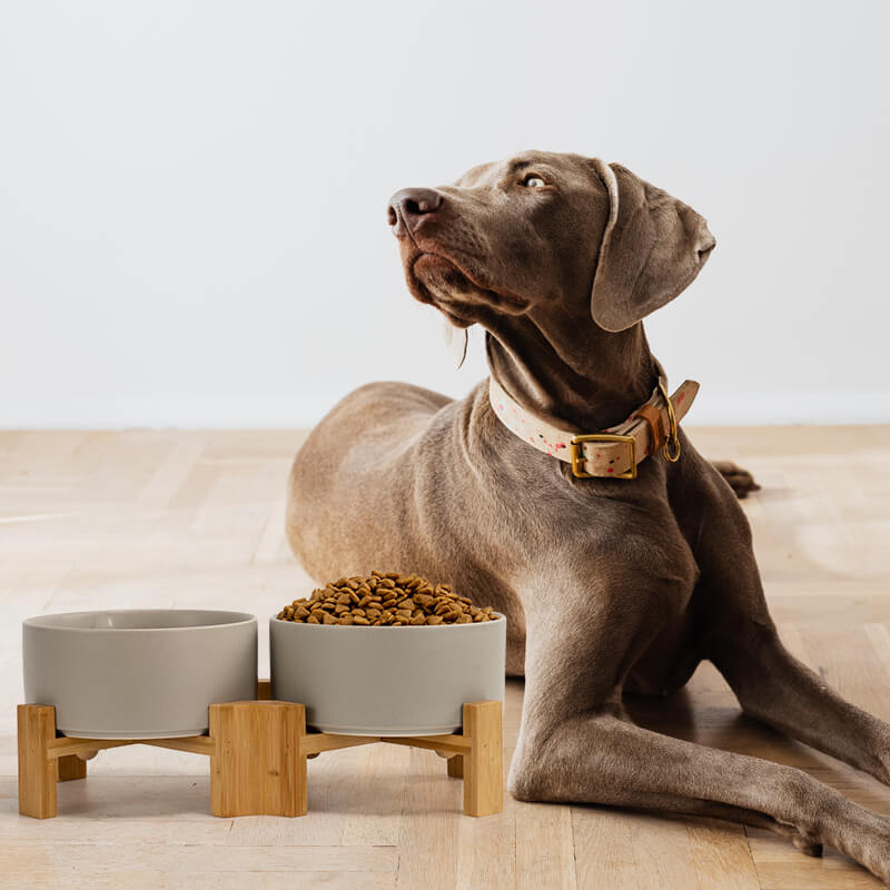 a grey tilted dog bowl set beside a large brown dog that looks to the left
