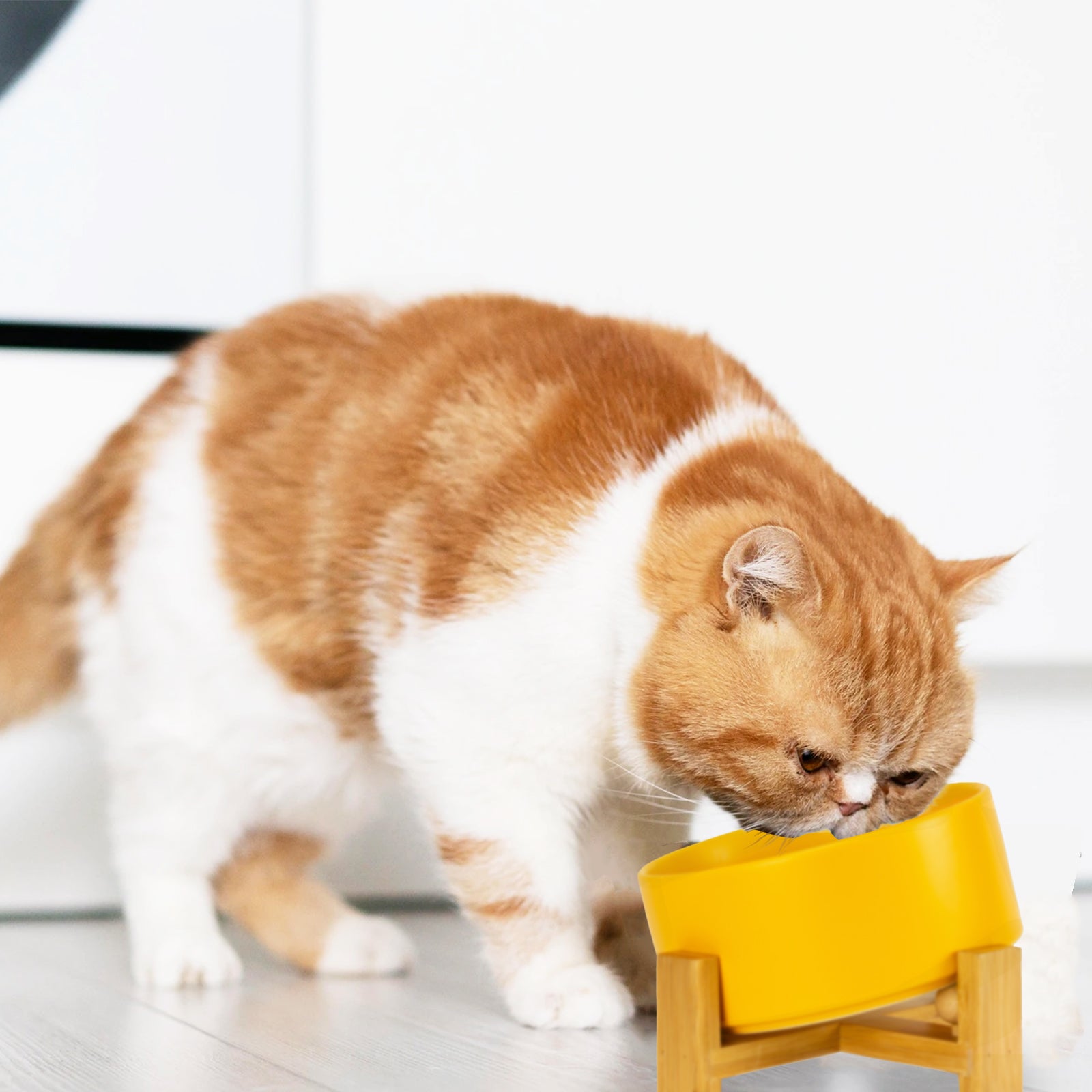 a cute cat eats in the yellow tilted pet bowl