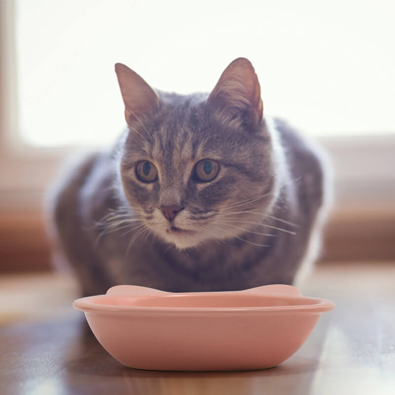 a pink cute cat dish is placed in the front of a grey cat lying on the ground