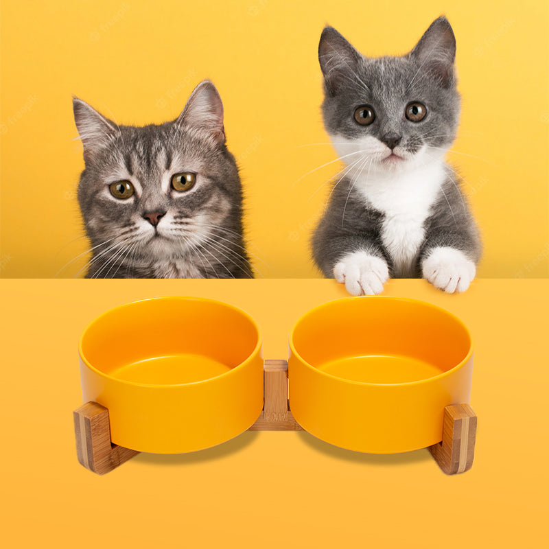 a yellow pet bowl set is placed in front of two cute cats