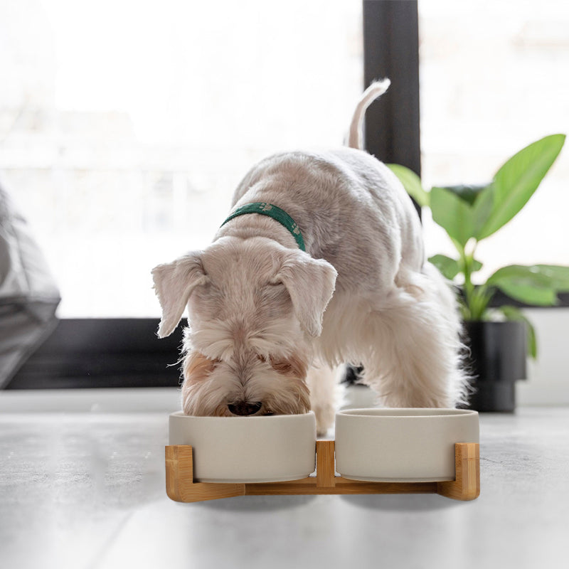 a Schnauzer is eating from a cute grey dog bowl set