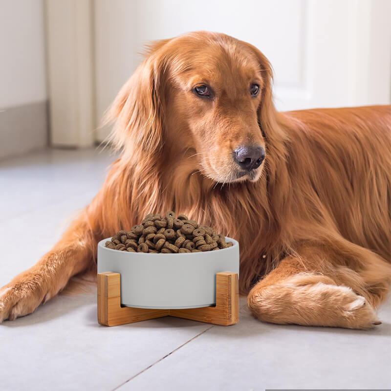 an elevated grey ceramic dog bowl filled with food is placed in front of a Golden Retriever