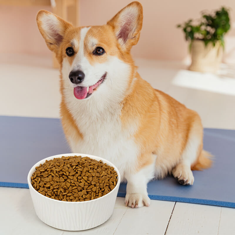a Corgi sits behind of a large white bark-patterned dog bowl filled with food