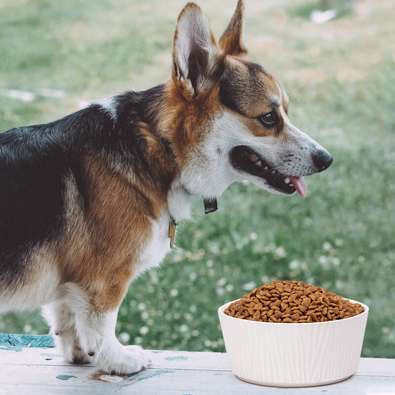 in front of a right-facing Corgi is a large white dog bowl with bark pattern