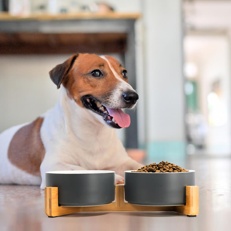 a gray-white clashing dog bowl set on the stand is in front of a dog lying on the ground
