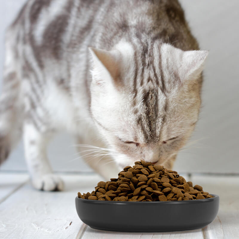 a cat eating cat food in a black round cat dish