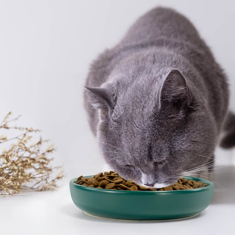 a blue and white British Shorthair cat eating from a green ceramic cat dish